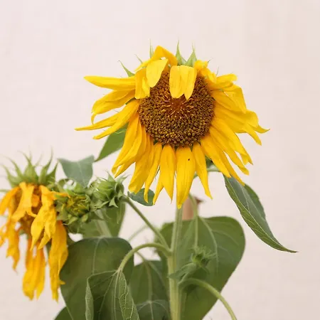 Saudade Pensjonat 3*